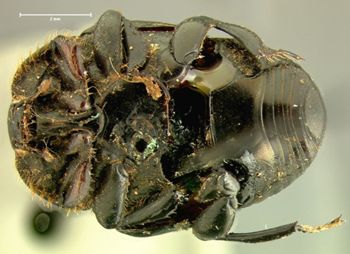 Media type: image;   Entomology 6915 Aspect: habitus ventral view